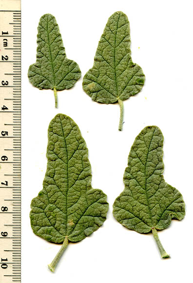  Sphaeralcea coulteri